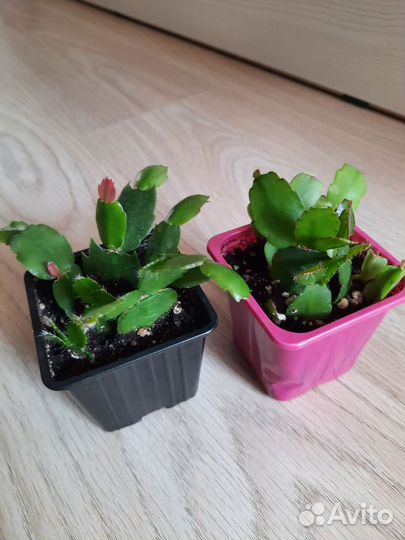 Кактусы, суккуленты