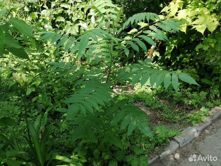 Саженцы сумах 500руб