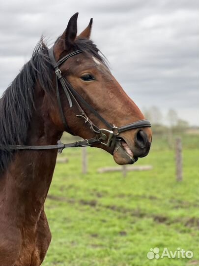 Лошади разные