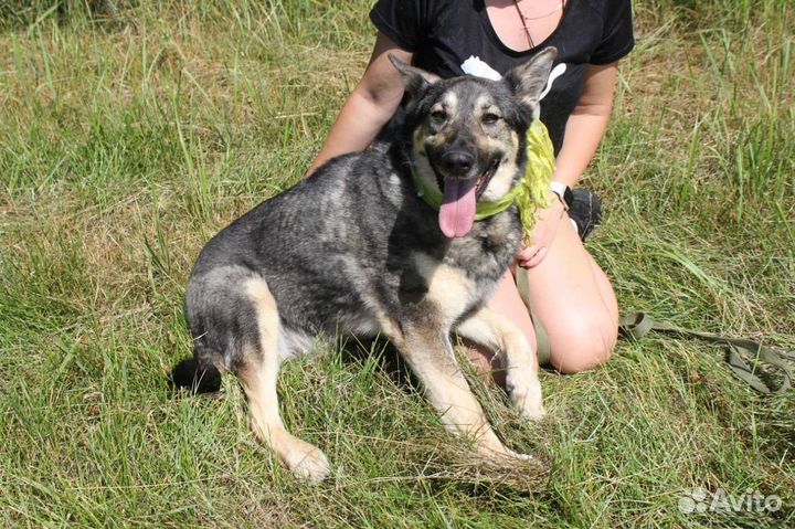 Ариэль, собака из приюта Некрасовка
