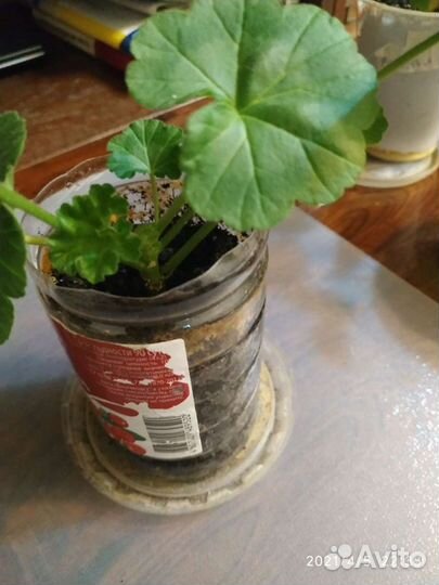 Клеродендрум Томпсона