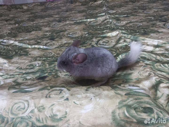 Шиншилла