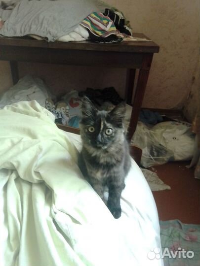 Кошка ищет дом