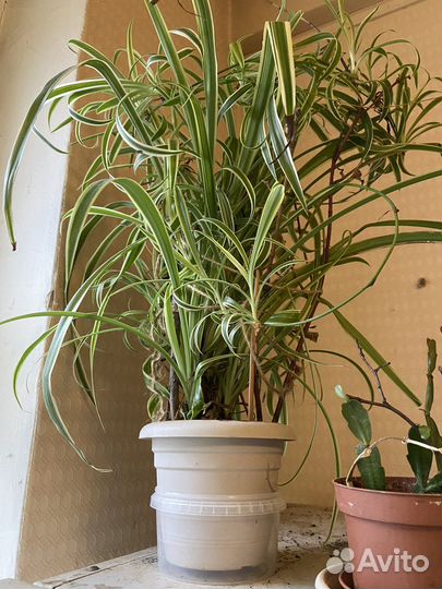 Хлорофитумы и другие цветы