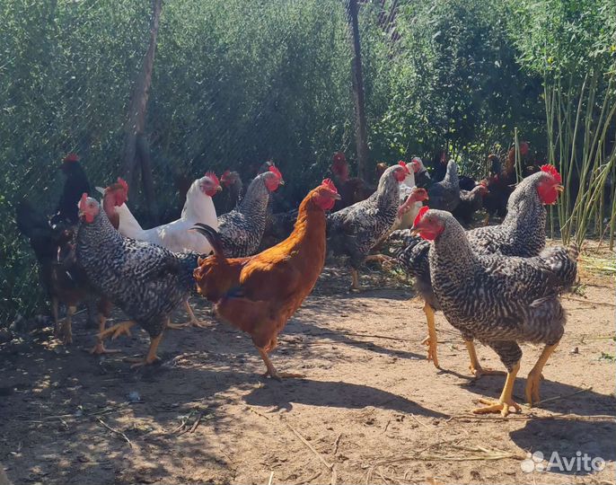 Петух на племя