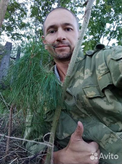 Саженцы сибирского кедра