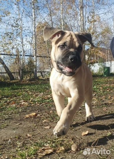 Щенки кадебо