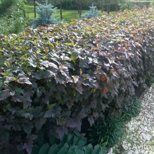 Пузыреплодник Диаболо