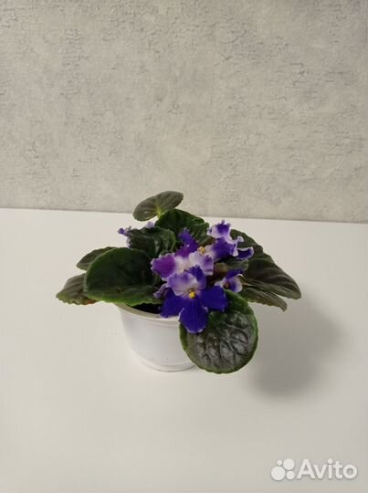 Цветущие фиалки