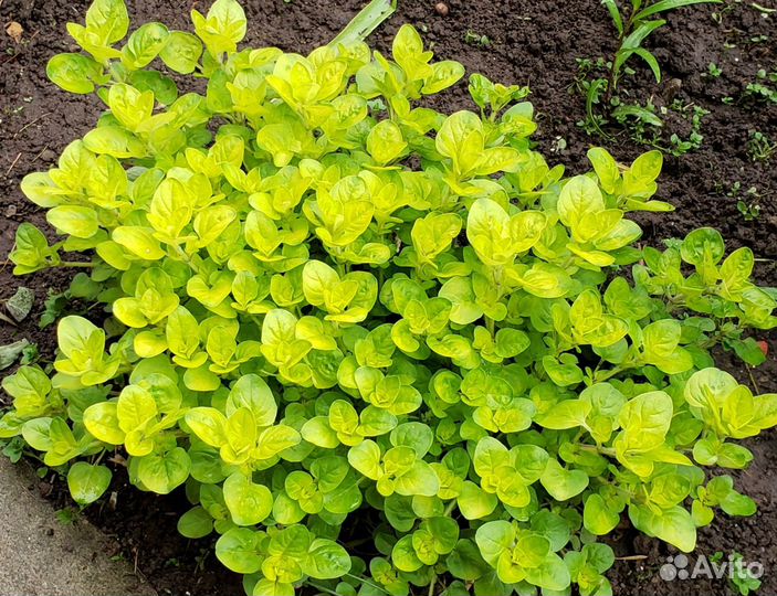 Цветы многолетники для сада