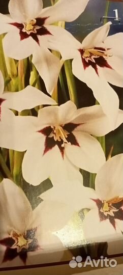 Луковичные цветы для сада и огорода