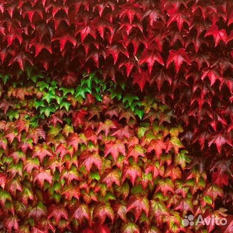 Декоративный виноград Вичи