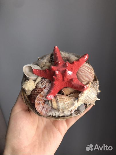 Ракушки для аквариума/ декора