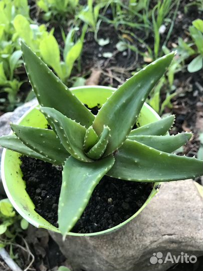 Продам цветы комнатные