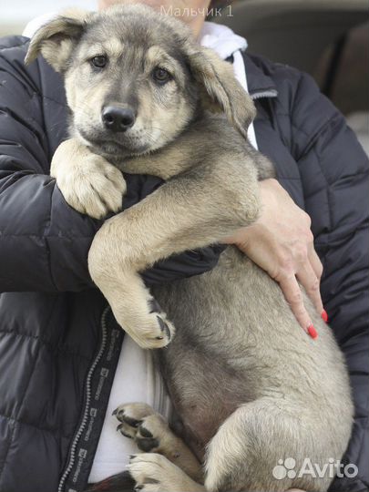 Щенок Джон
