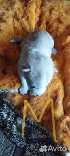 Щенки сибирской хаски