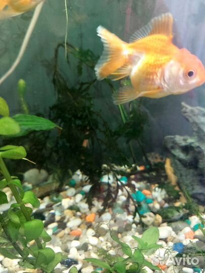 Аквариумные рыбки