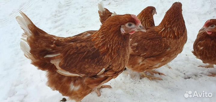 Куры Несушки