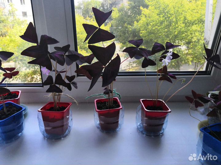 Кислица бордовая