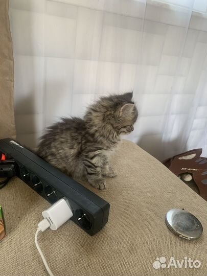 Шотландская кошечка