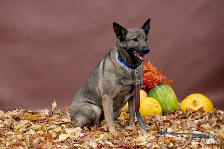Собака Лорди