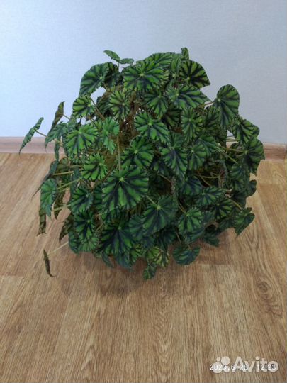 Бегония тигровая