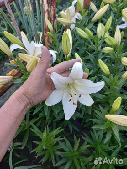 Лилии луковицы