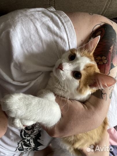 Янтарный кот