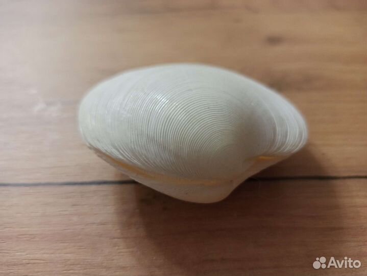 Морская раковина