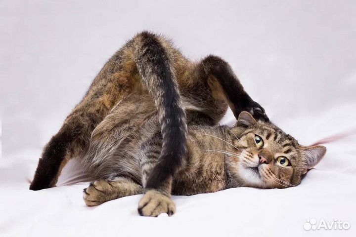 Кот бесплатно