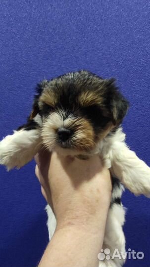 Бивер йоркширский терьер