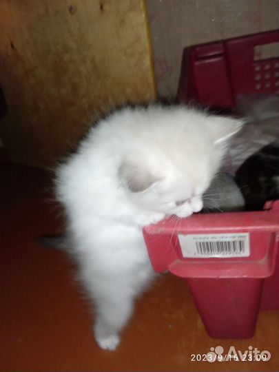 Котята-девочки бесплатно
