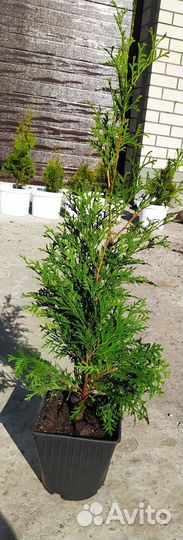 Туя Колумна