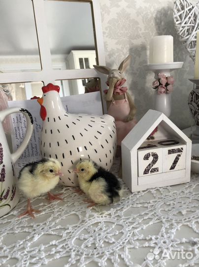 Цыплята 2 месяца (Бентамки и карликовый Кох