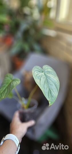 Филодендрон Содирой