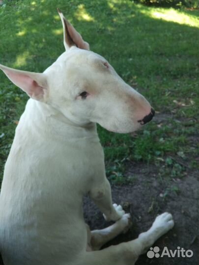 Бультерьер вязка