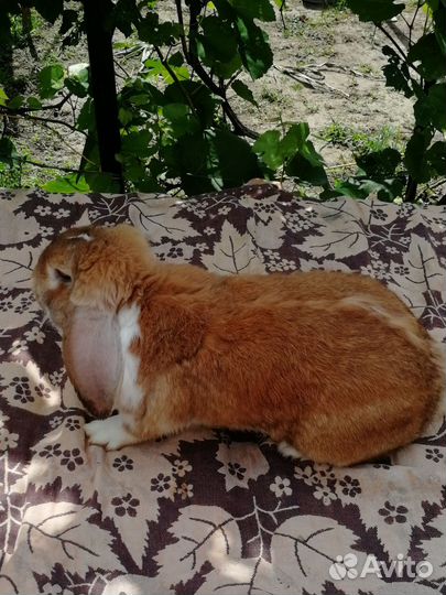 Кролики мясных пород