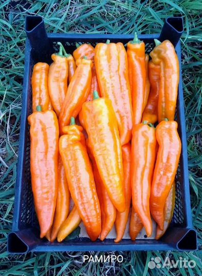 Семена коллекционных томатов и перцев