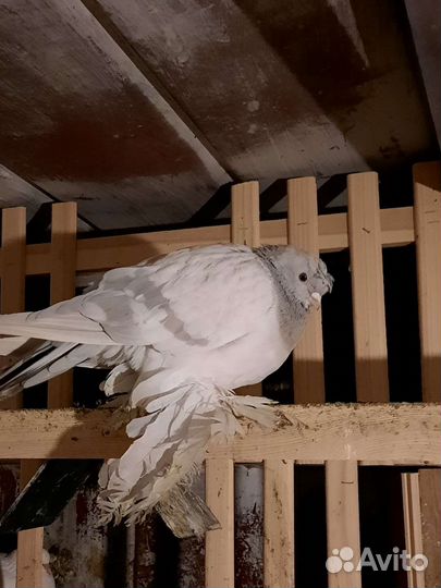 Продажа голубей