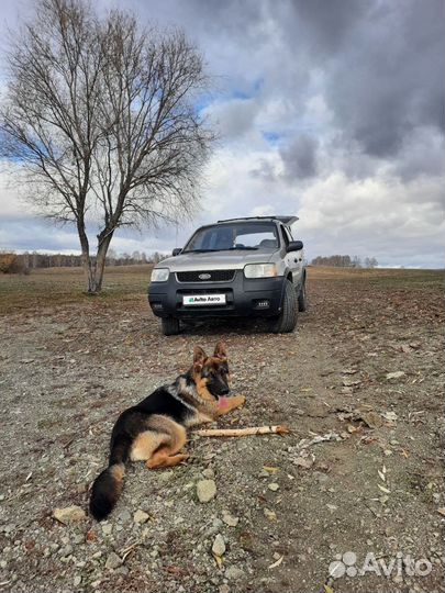 Ford Escape 3.0 AT, 2001, 268 000 км