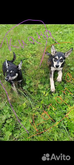Щенок в добрые руки бесплатно