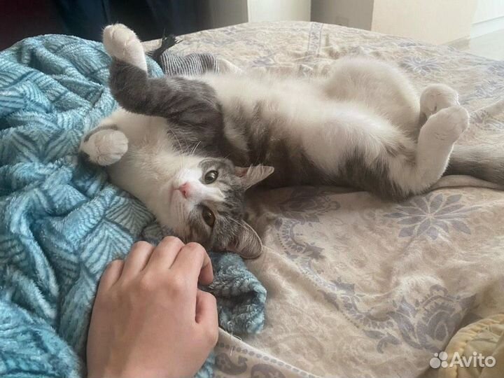 Кошечка в добрые руки