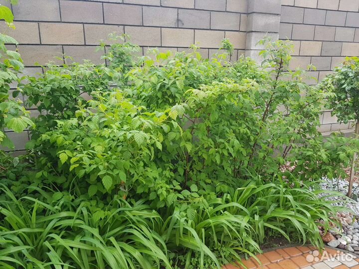 Саженцы малины