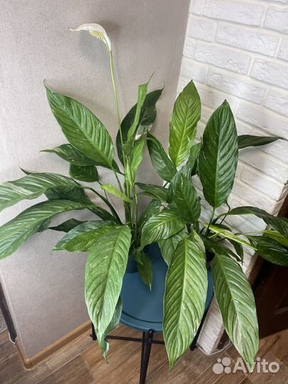 Спатифиллум diamond комнатные цветы