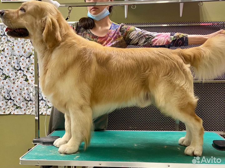 Стрижка любых животных,обучение груммингу