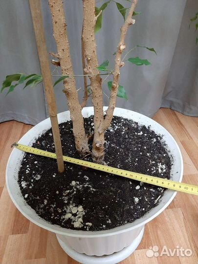 Фикус бенджамина большой