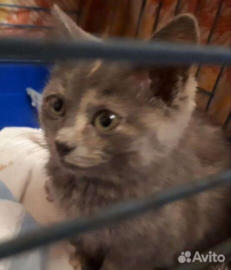 Котёнок бесплатно