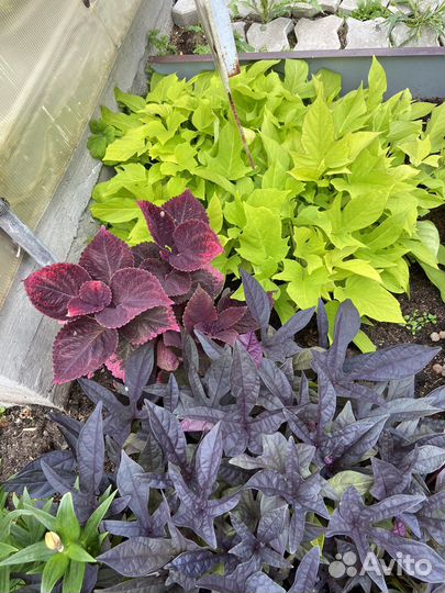 Ипомея батат