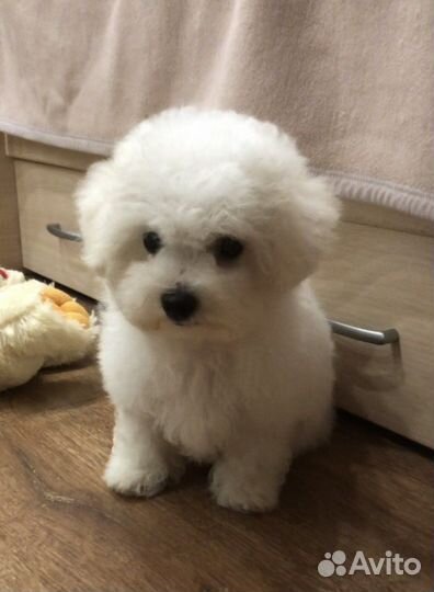 Бишон фризе, девочка с док