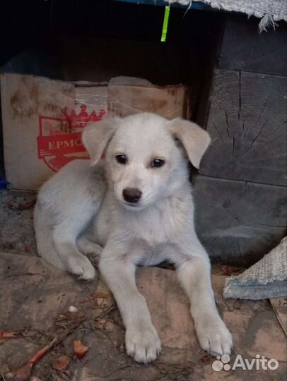 Щенок (девочка)